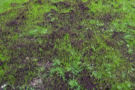 how to grow lawn from seed