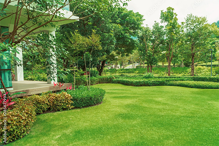 how to grow lawn from seed