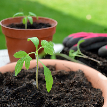 Use food and waste in your garden