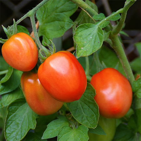 Use food and waste in your garden