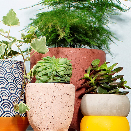 how to choose the ideal plant pot