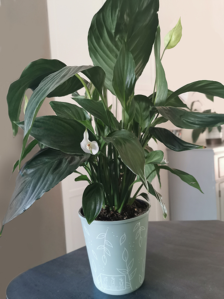 pots that are too small for the plants