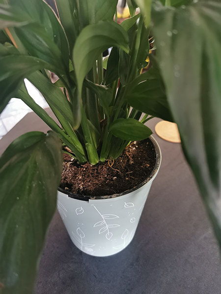 plant pot is to small for the plant