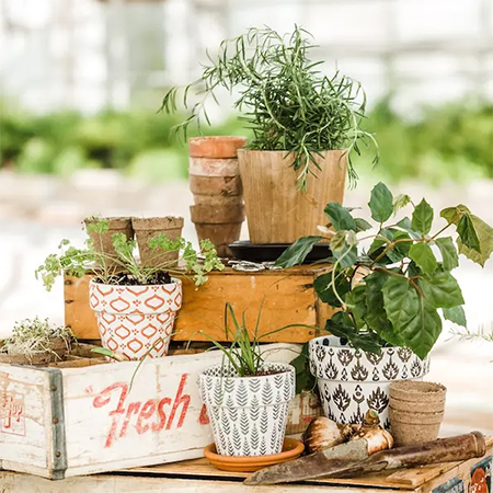 plant pot ideas south africa