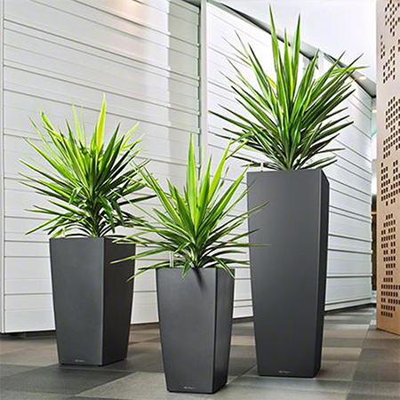 tall planters with sculptural plants