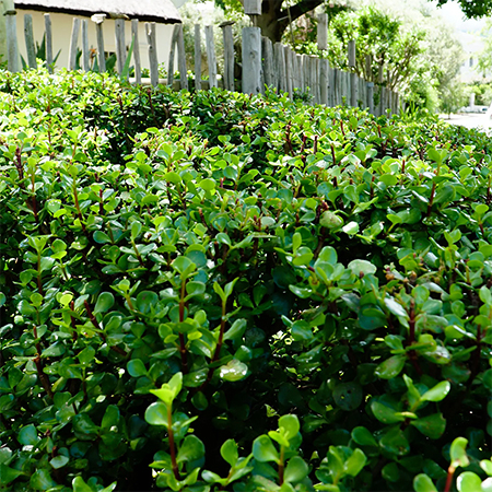 can you use spekboom for hedges