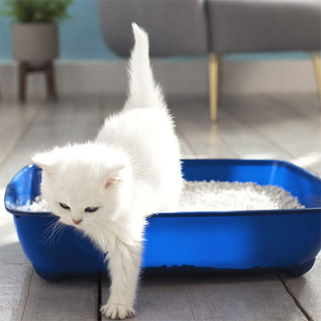 dirty cat litter tray