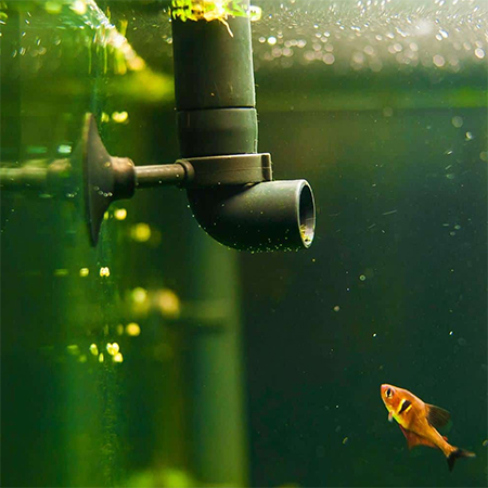 use fish water tank water for fertilizer