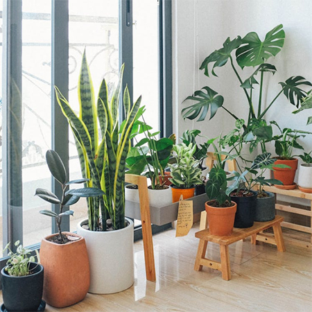 9 Best Indoor Plants To Improve Your Wellbeing