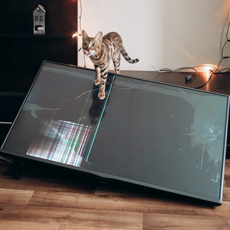 cat knocks over TV