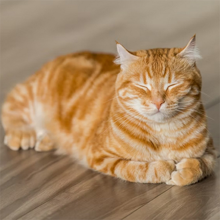 Cat’s health: what you should consider?