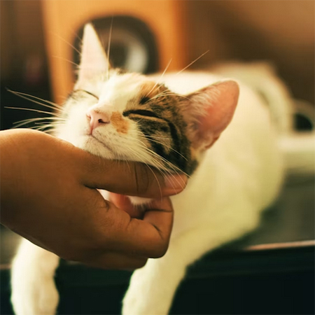 Cat’s health: what you should consider?