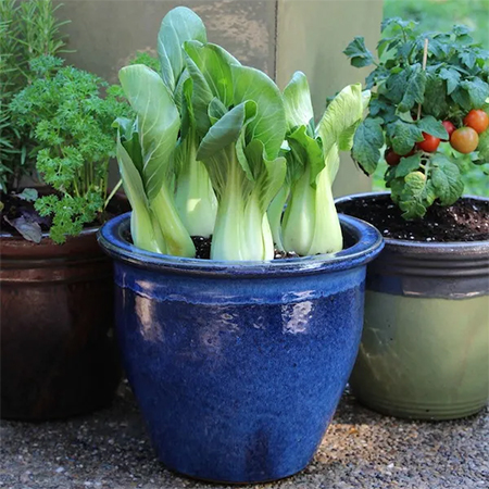 Growing Food Without a Garden