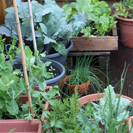 how to grow vegetables without a garden