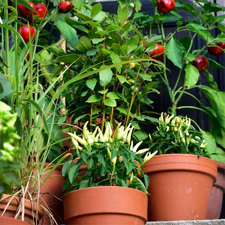 grow vegetables in containers
