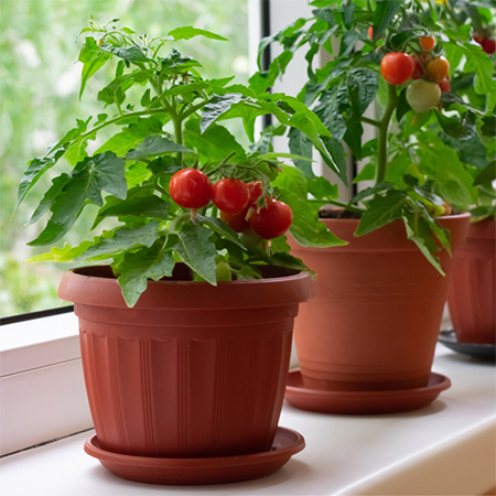 how to grow vegetables in window boxes