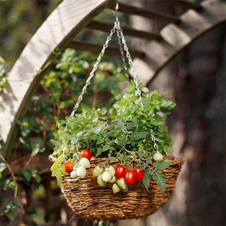 grow vegetables in hanging baskets