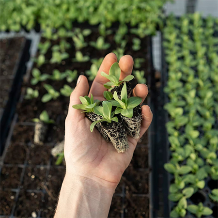 what are microgreens