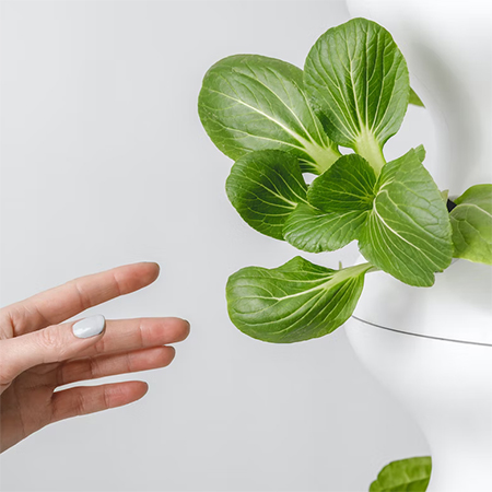 how to establish hydroponics garden