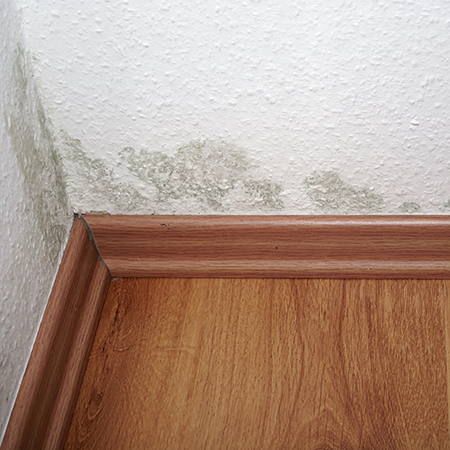 Deal With Damp Before the Rainy Season