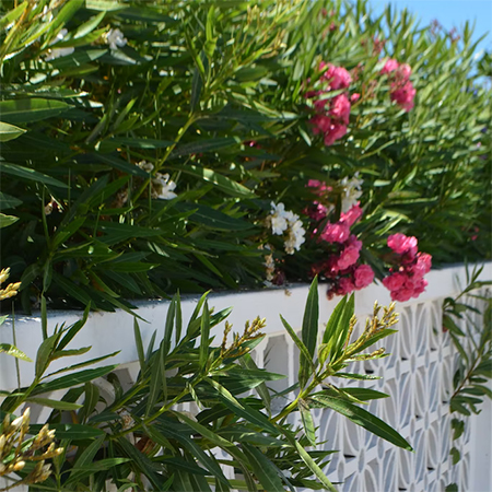 use fences for privacy