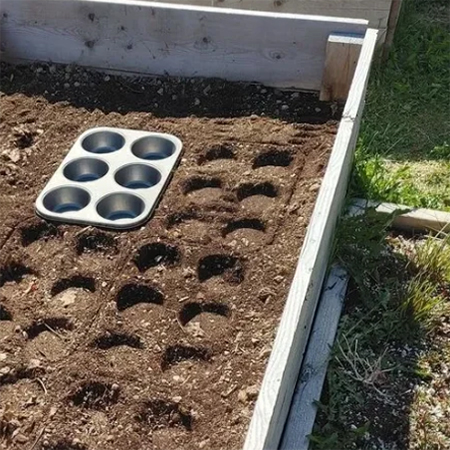 use muffin tin to space out for seedlings and seeds