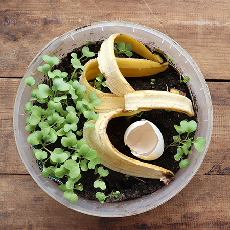 egg shells and banana skins are good for soil