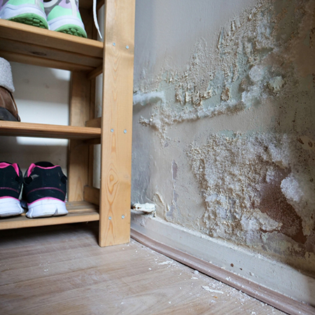 What To Do iI You Have Mould