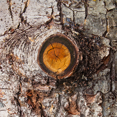 what causes knots in wood