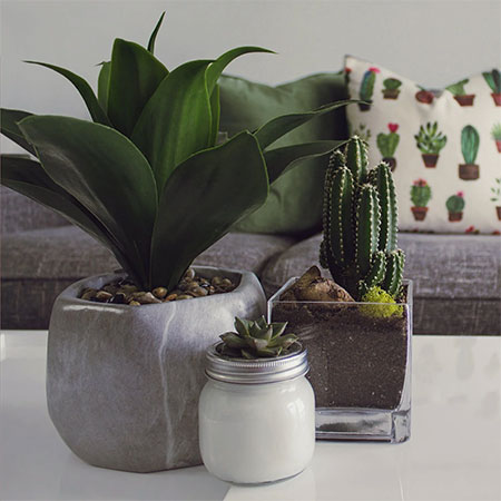 best indoor plants