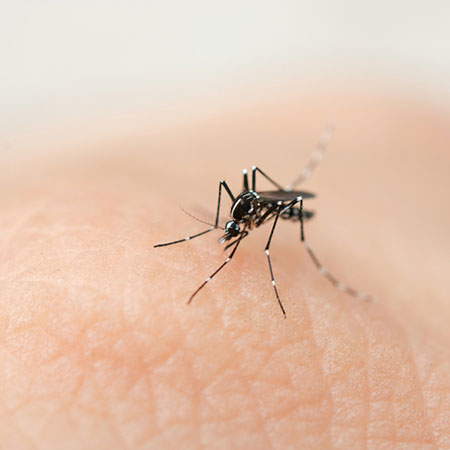 best way to repel mosquitoes