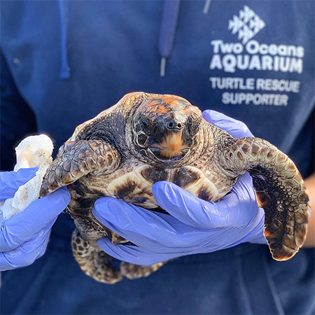 get involved in local conservation