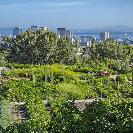 Oranjezicht City Farms Project