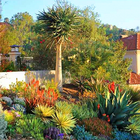 Plant Succulents To Bring Colour Into A Winter garden