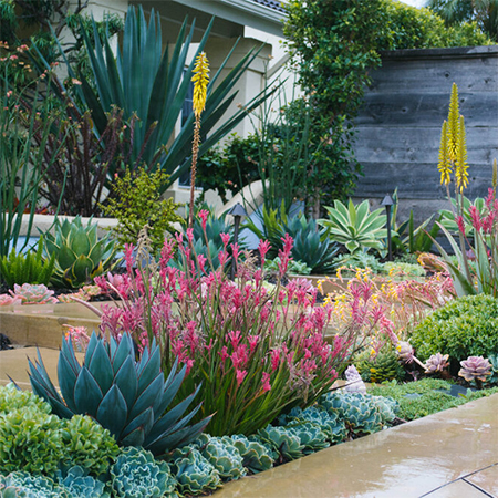succulents add colour to winter gardens