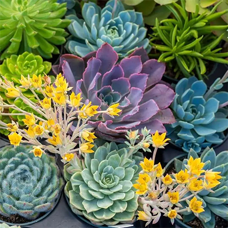 do succulents change colour in winter