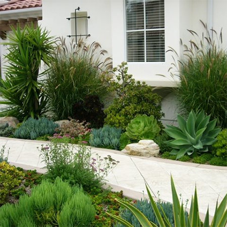 succulents for edging flower beds and borders