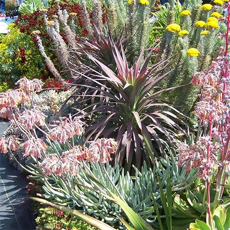 succulents as edging plants