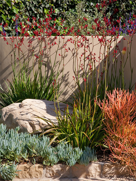 do succulents survive frost