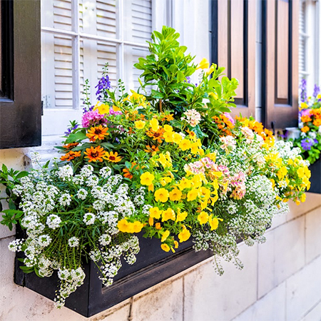 Seasonal Planting Tips For Window Flower Boxes