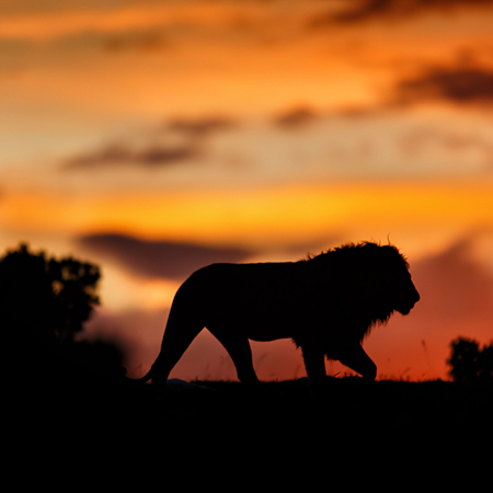 Serengeti National Park Safari: A Journey into the Wild