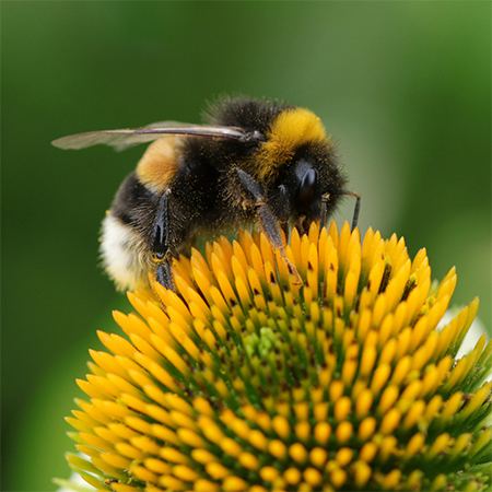 How to Make Your Garden a Haven for Pollinators