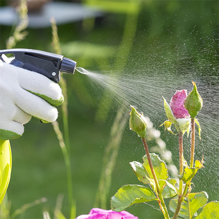 Refrain From Using Pesticide 