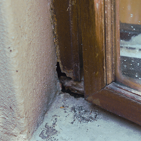 Stop Damage to Window Frames Caused by Ants