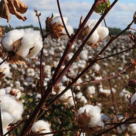 what is egyptian cotton