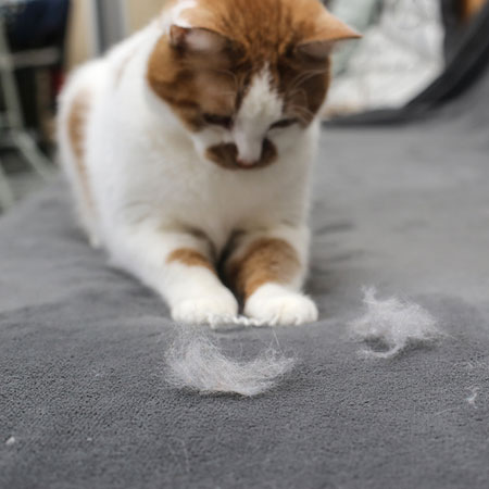 Move-Out Cleaning for Pet Owners: Dealing with Fur and Odours