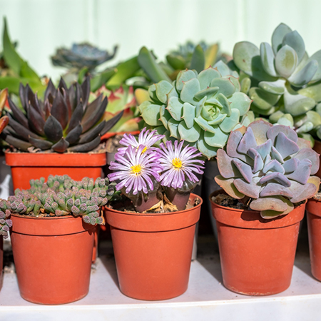 Create Beautiful Succulent Garden Designs For Indoors or Outdoors