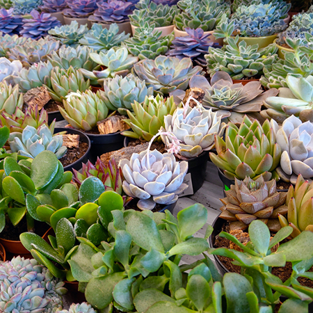 Create Beautiful Succulent Garden Designs For Indoors or Outdoors