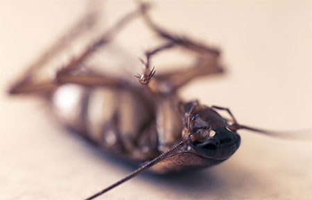 10 Effective Methods for Insect Control in Your Home