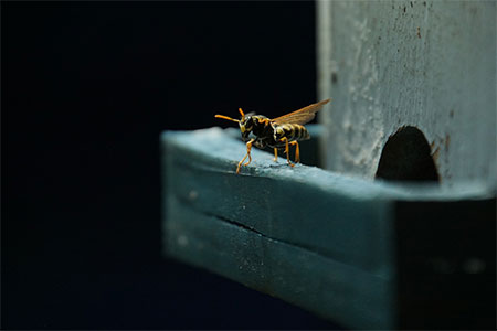 Common Signs of Wasp Infestation and When to Call for Help